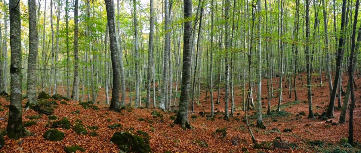 La Fageda d'en Jordà