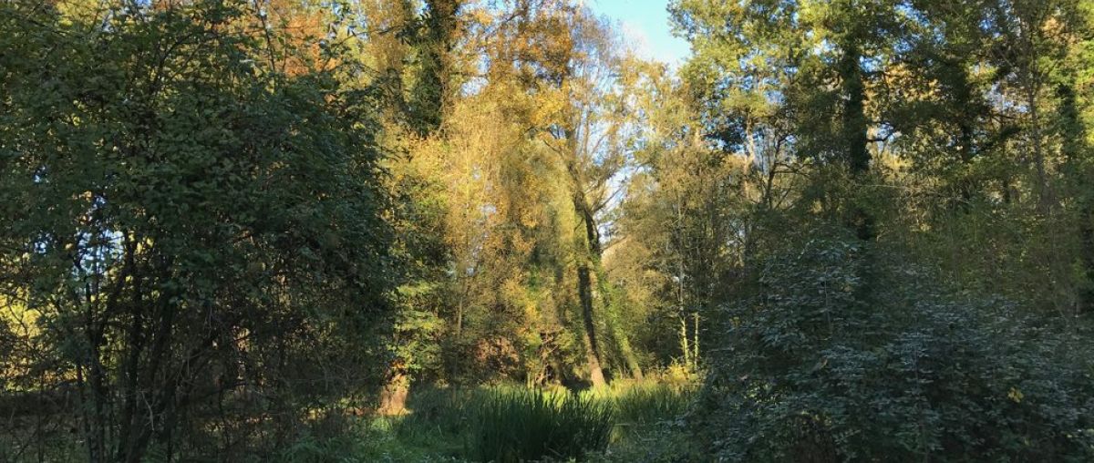 Aiguamolls de La Moixina