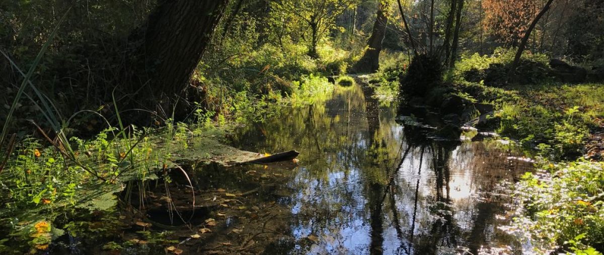 Aiguamolls de La Moixina